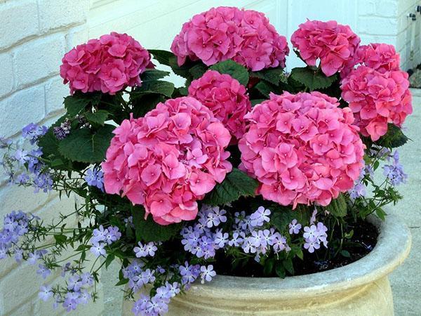 composición con habitación hortensia