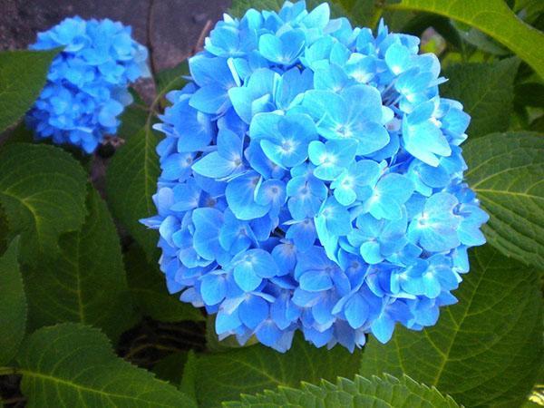 flores de hortensia azul