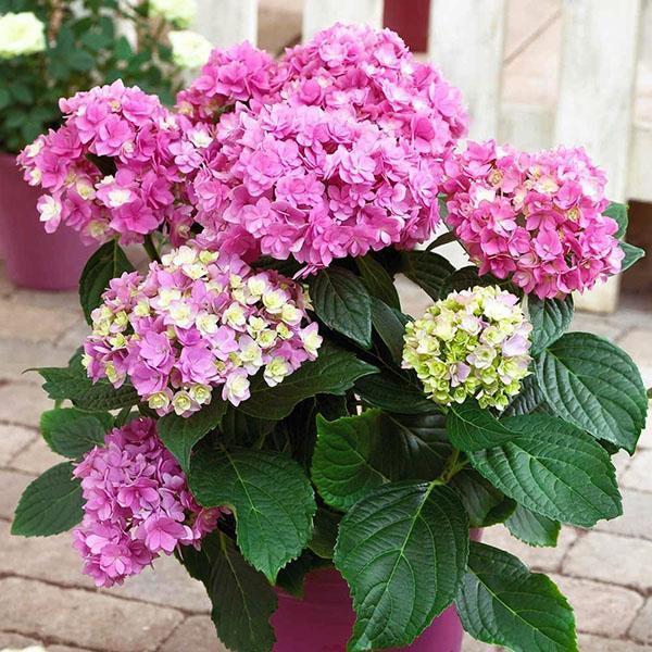 hortensia de interior