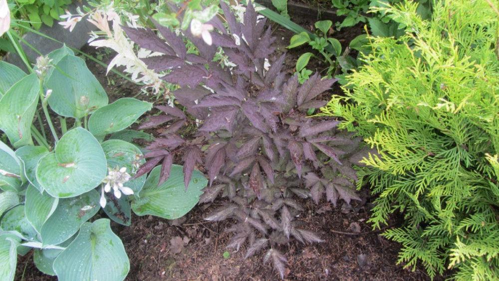 acolchado de cohosh negro