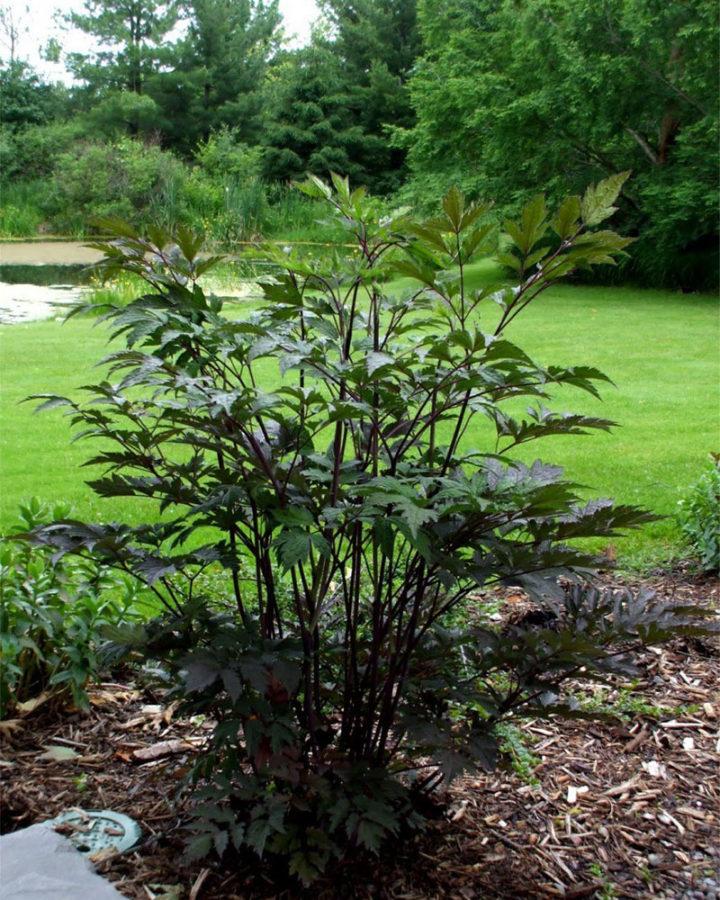 gran arbusto de cohosh negro