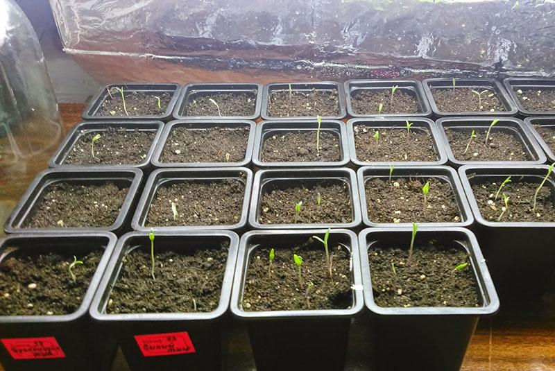 plántulas de semillas de cohosh negro