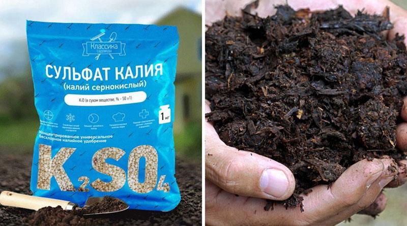 plantación y cuidado de cohosh negro en campo abierto, alimentación