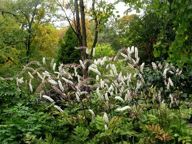 Variedades de cohosh negro para una cabaña de verano.
