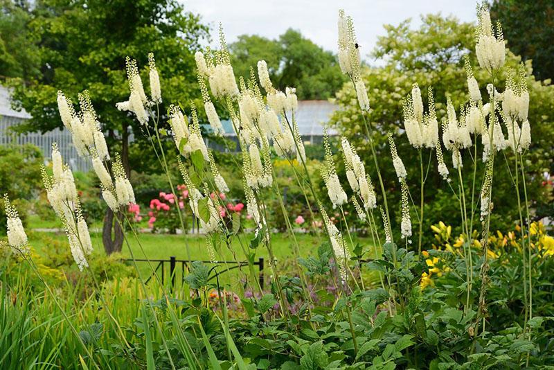 cohosh negro racemose