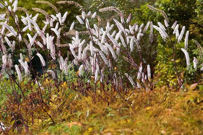 ola de montaña cohosh negro