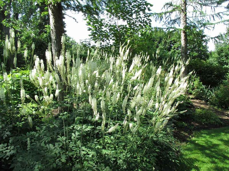 cohosh negro en el sitio
