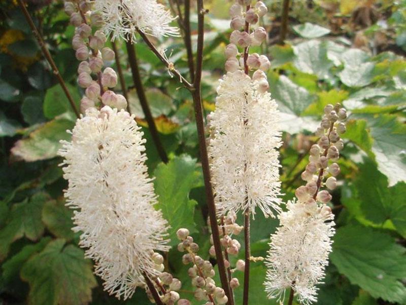 cohosh negro de hojas de corazón