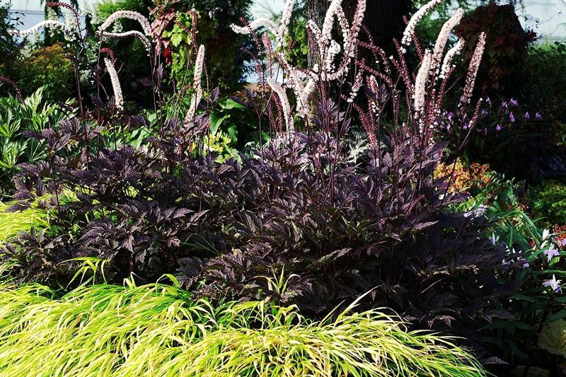 cohosh negro
