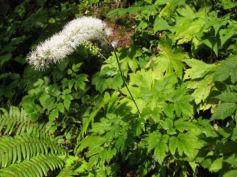 cohosh negro simple