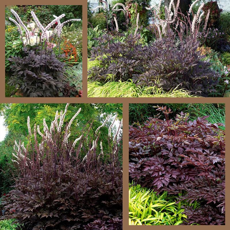 bata negra cohosh negro