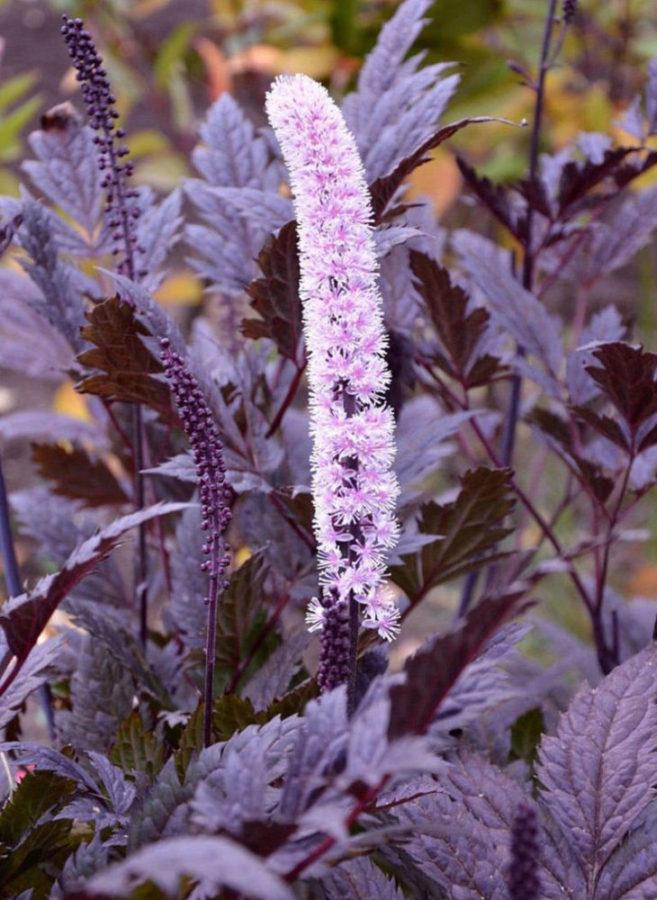 variedad Atropurpurea