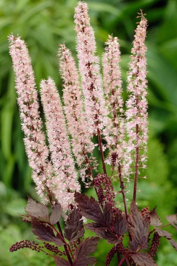 Variedad Pink Spike