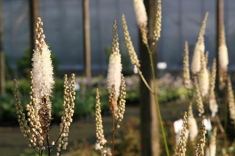 grado Cordifolia