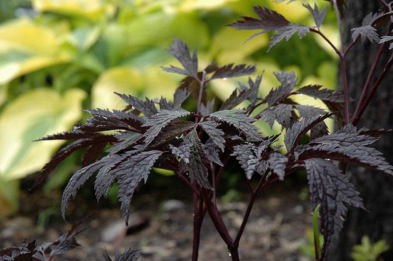 Variedad shokaholic