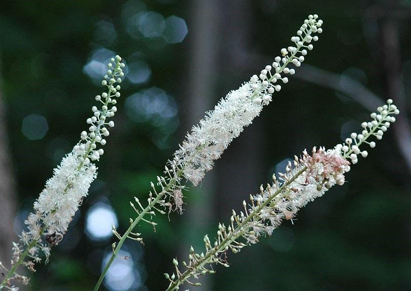 delicadas inflorescencias de cohosh negro