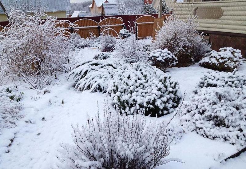 cohosh negro en invierno