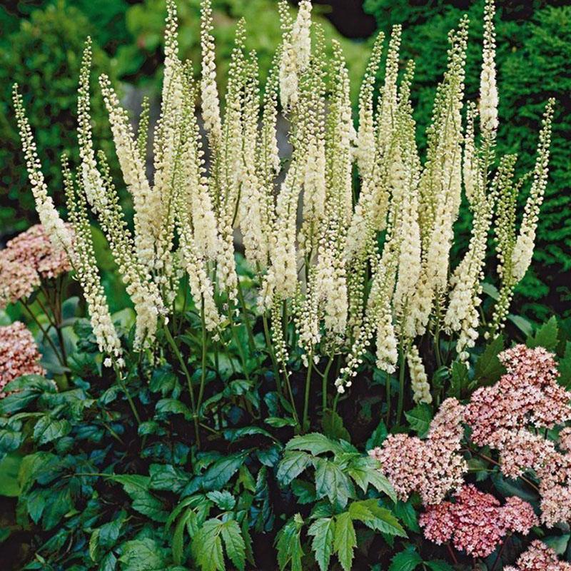 exuberante flor de cohosh negro