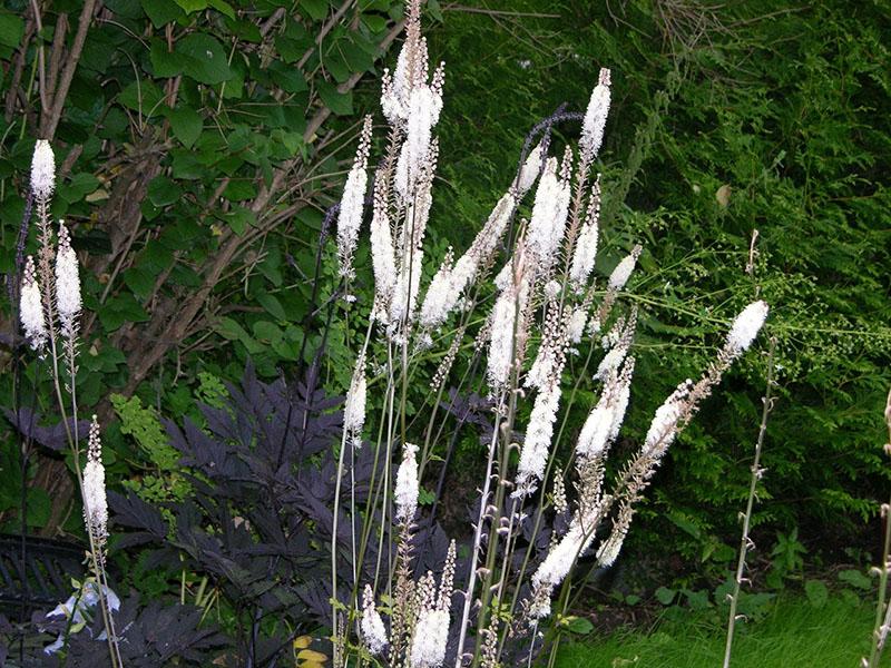cohosh negro sin pretensiones: plantación y cuidado en campo abierto