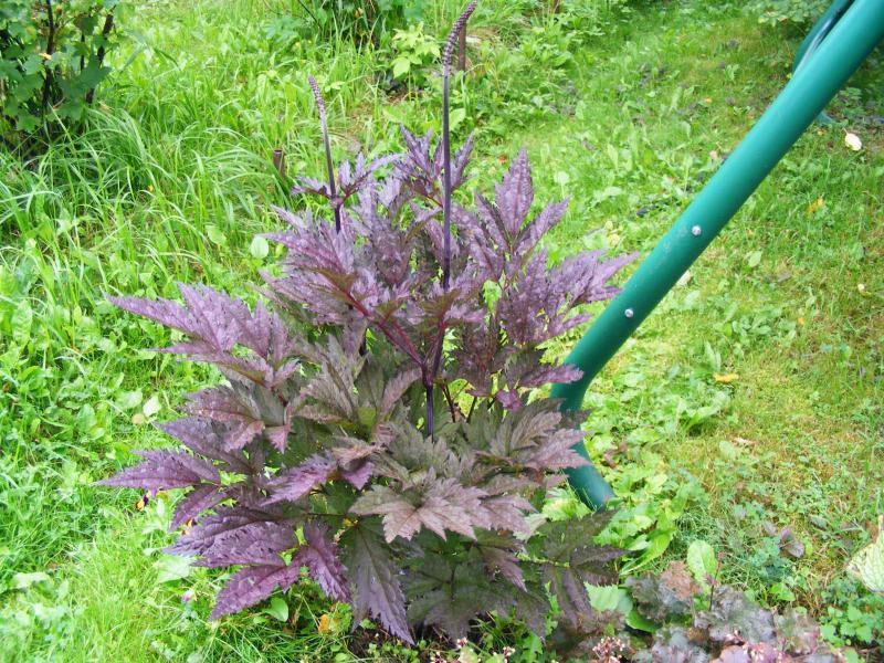 plántula de cohosh negro saludable