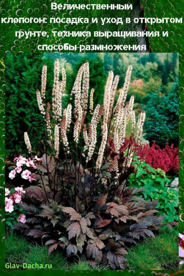 Plantación y cuidado de cohosh negro en campo abierto.