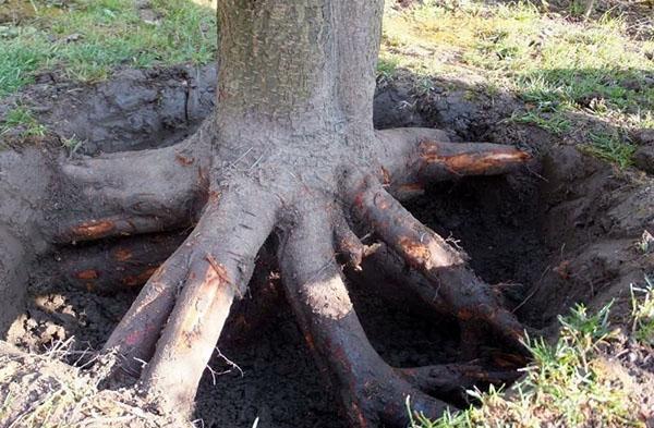 racines de frêne