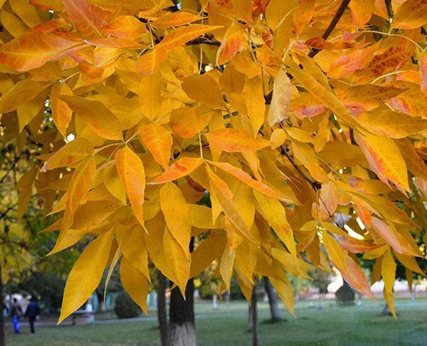 follaje de fresno en otoño