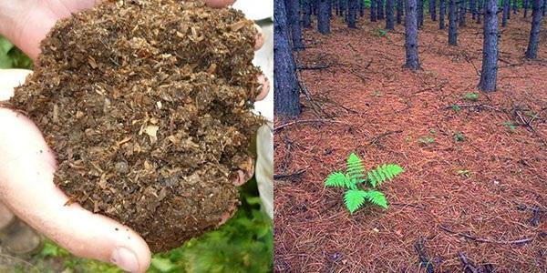 utilisation d'humus et de sols feuillus