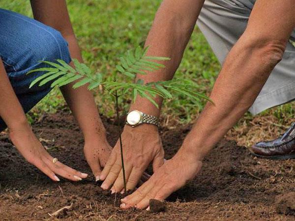 planter un semis