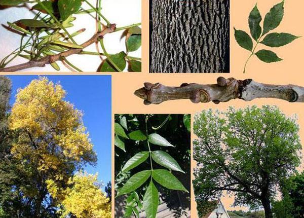 elementos de madera de fresno