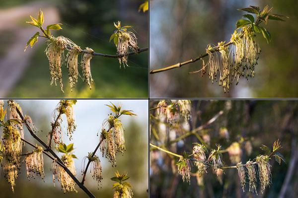 flores de fresno