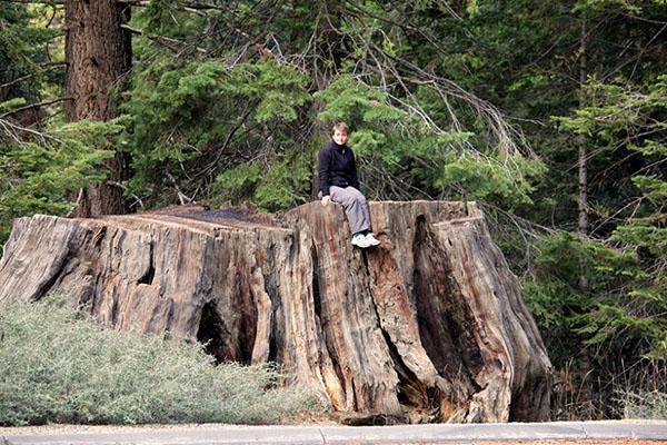 souche de séquoia coupée