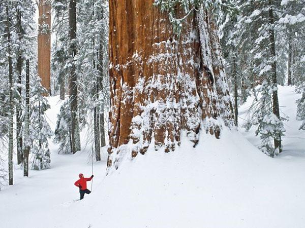 séquoia en hiver