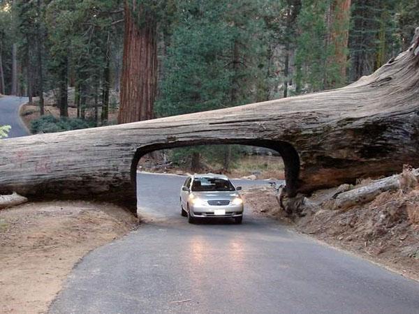 tunnel en séquoia