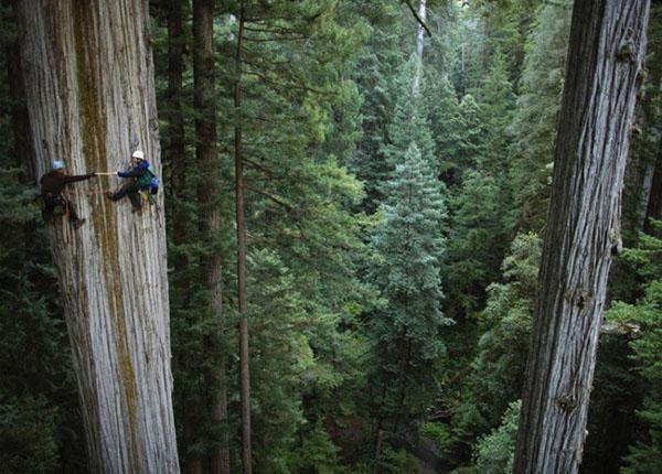 caractéristique de la forêt de séquoias