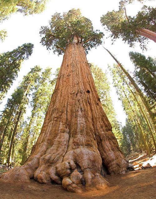 tronc nu de séquoia