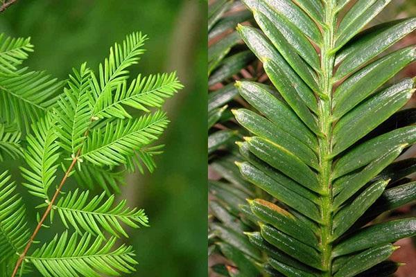 jeunes et vieilles feuilles de séquoia