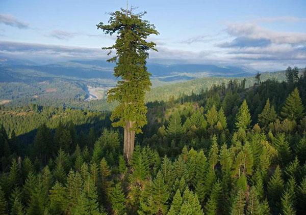 arbre séquoia