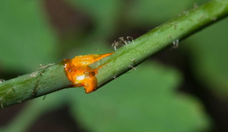 jus de chélidoine