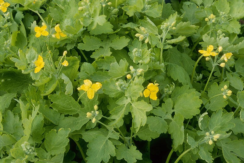 fleurs de chélidoine