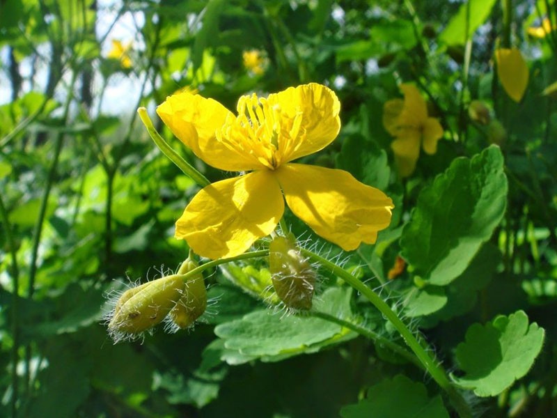 miembro de la familia de las amapolas