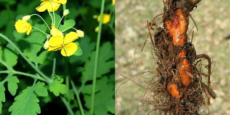 raíz, hojas, flores de celidonia