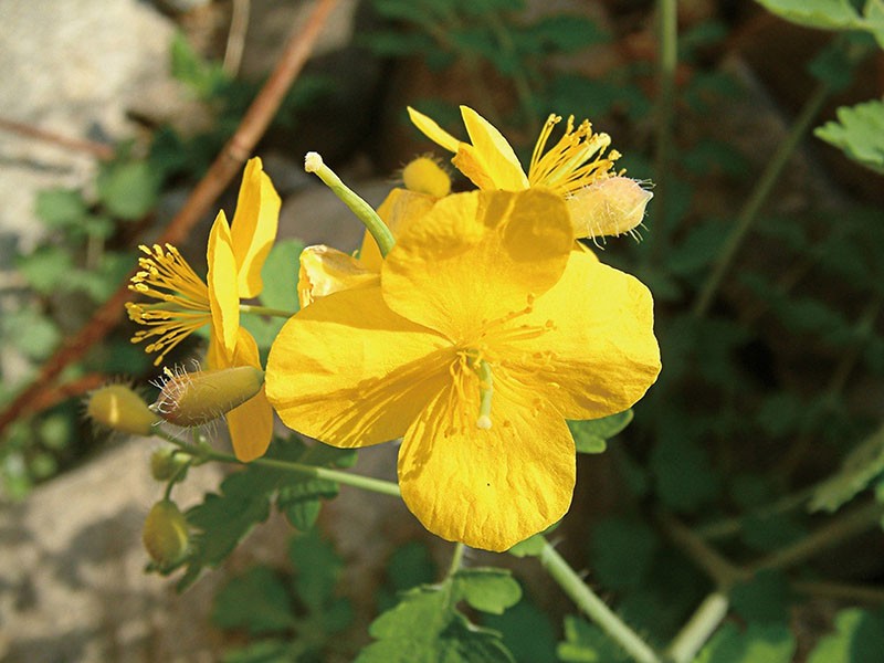 celidonia de flores brillantes