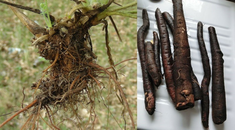 préparation de rhizomes chélidoine