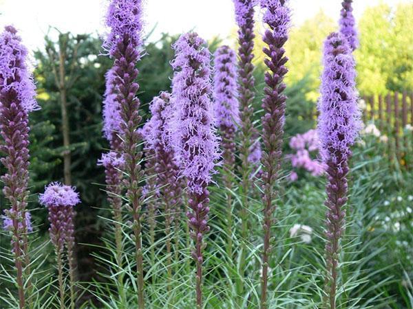 liatris violet de la variété Flamingo