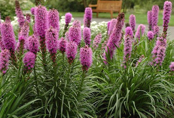 liatris rose flamant