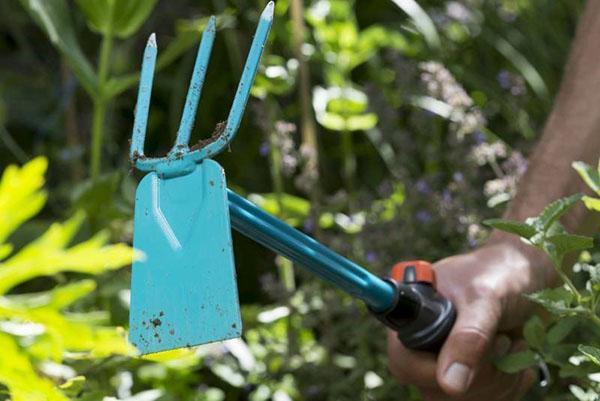 cuidado de las flores