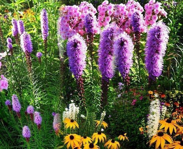 épillet de liatris dans le jardin