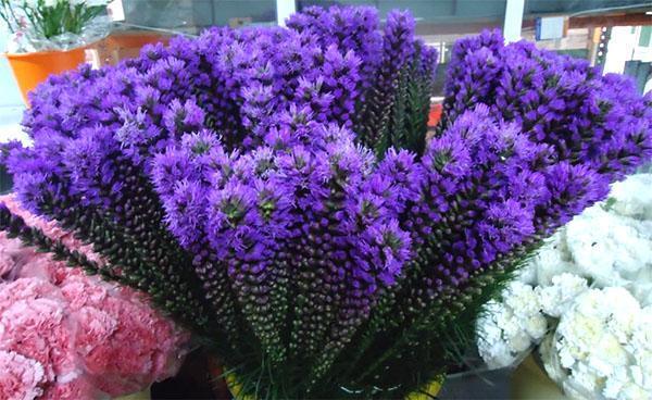 couper le liatris