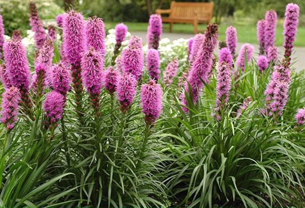 Liatris azul